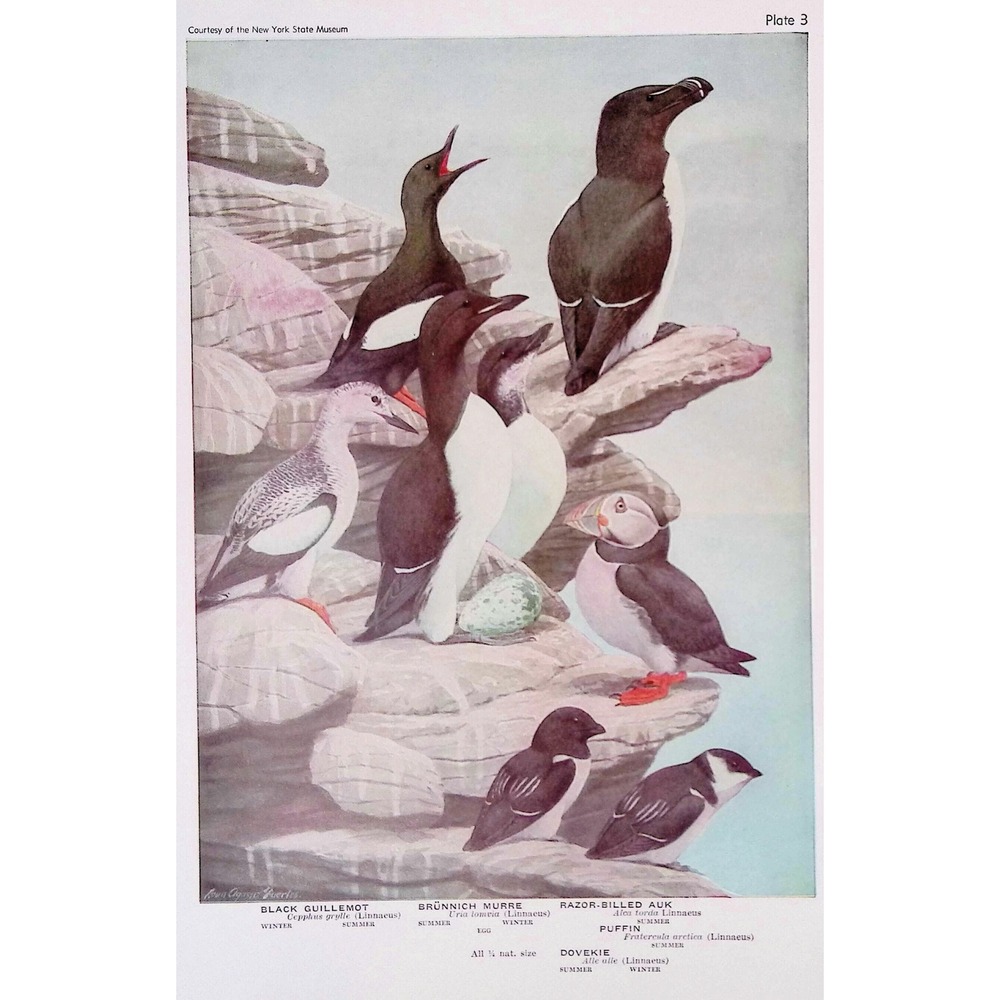 1936 Vintage Bird Print Black Guillemot Murre Razorbill Puffin Dovekie Fuertes